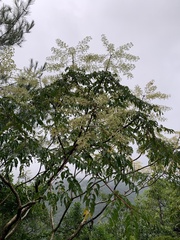 Aralia bipinnata