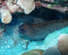 Gymnothorax flavimarginatus
