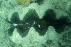 Tridacna gigas