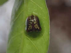 Cassida compuncta