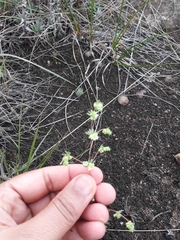 Psammotropha myriantha