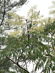 Aralia bipinnata