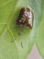 Cassida compuncta