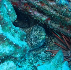 Gymnothorax meleagris