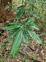 Planchonella chartacea