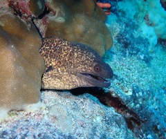 Gymnothorax flavimarginatus