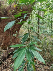 Planchonella chartacea