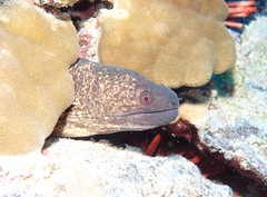 Gymnothorax flavimarginatus