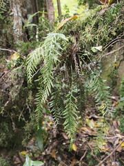 Notogrammitis heterophylla