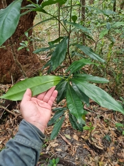 Planchonella chartacea