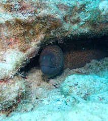 Gymnothorax flavimarginatus