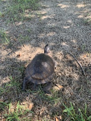 Terrapene carolina major