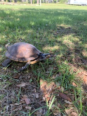 Terrapene carolina major