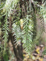 Notogrammitis heterophylla