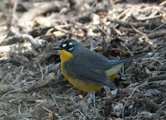 Basileuterus lachrymosus