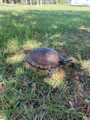 Terrapene carolina major