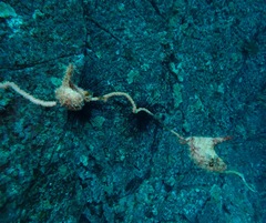 Pteria brunnea