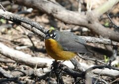 Basileuterus lachrymosus