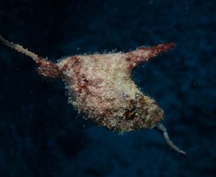 Pteria brunnea
