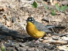 Basileuterus lachrymosus