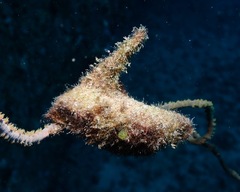 Pteria brunnea