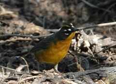 Basileuterus lachrymosus