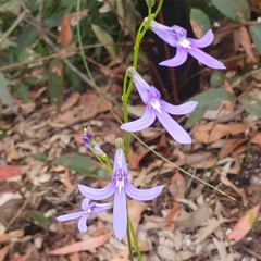 Lobelia dentata