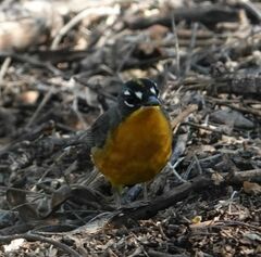 Basileuterus lachrymosus