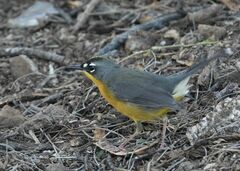 Basileuterus lachrymosus