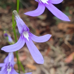 Lobelia dentata