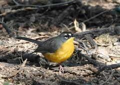 Basileuterus lachrymosus