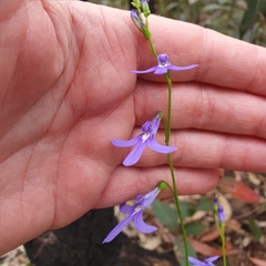 Lobelia dentata