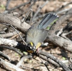 Basileuterus lachrymosus