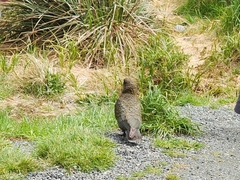 Nestor notabilis