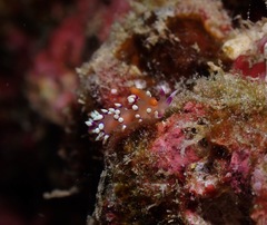 Coryphellina exoptata