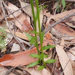 Lobelia dentata