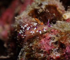 Coryphellina exoptata