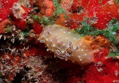 Halgerda terramtuentis