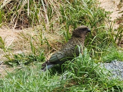 Nestor notabilis