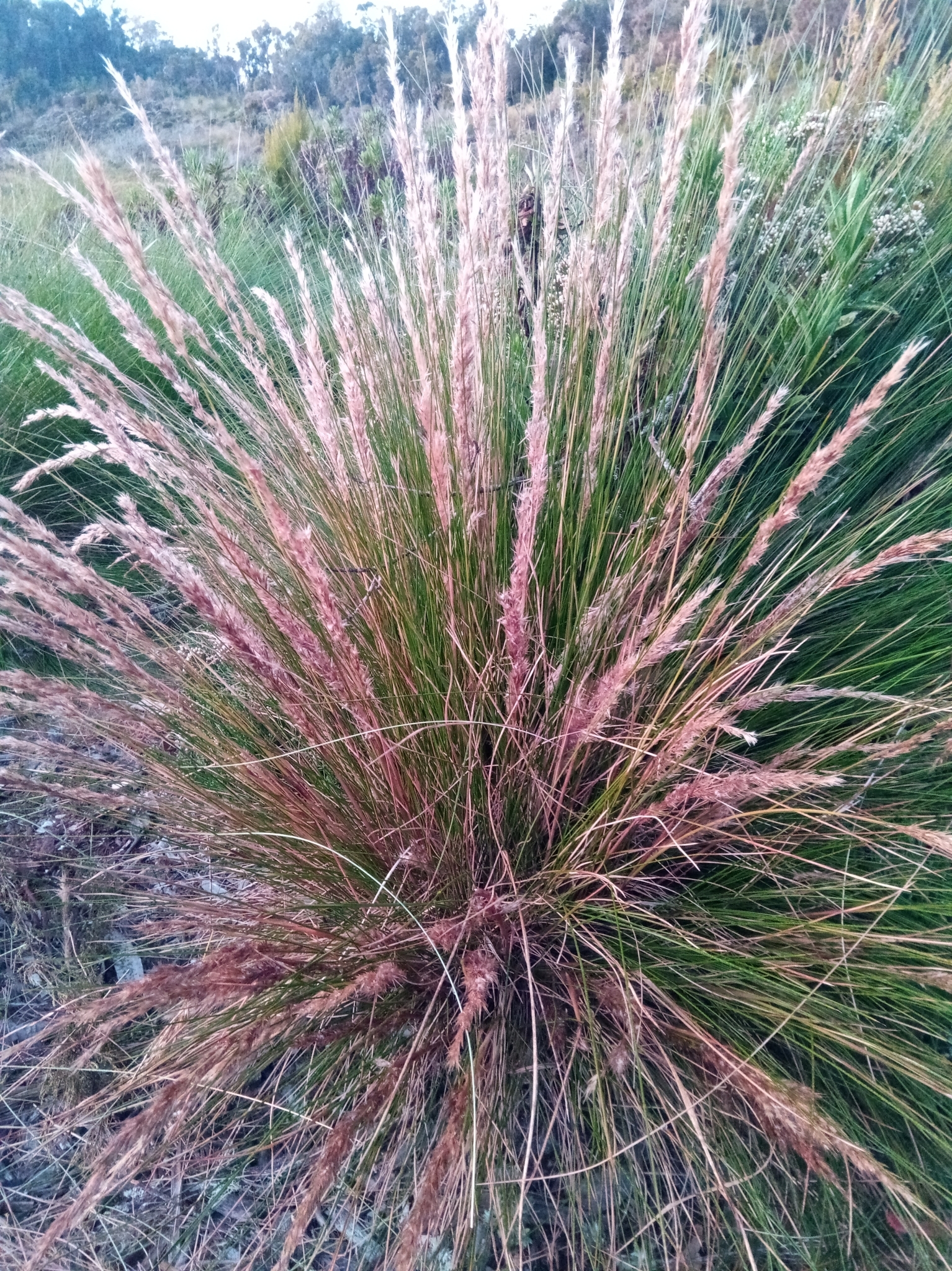 Merxmuellera tsaratananensis