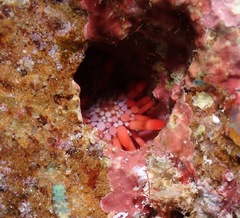 Heterocentrotus mamillatus