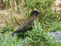 Nestor notabilis