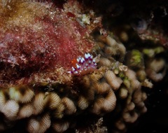 Coryphellina exoptata