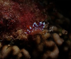 Coryphellina exoptata