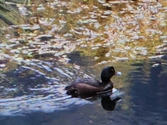Aythya novaeseelandiae