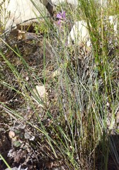 Heliophila juncea