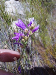 Heliophila juncea