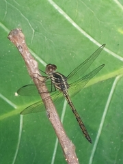 Cratilla lineata