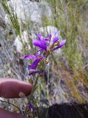Heliophila juncea