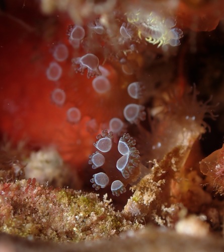 Triactis producta observed 2022-11-13